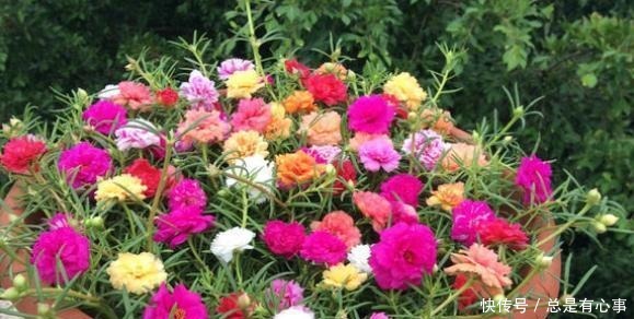 它叫“半枝莲”，开花似“牡丹”，撒一把种，开一片“五彩花”！