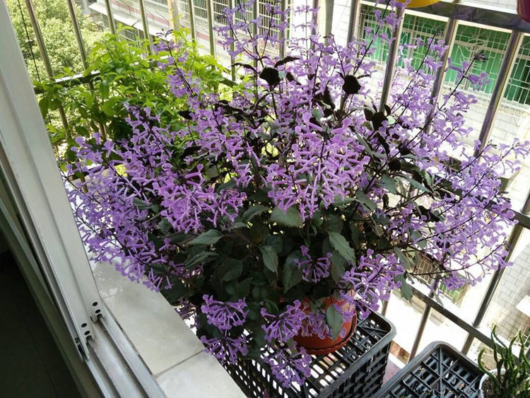 家里阳台种这些花朵,不用太管就能变花海,开花轻松爆,绚丽多彩