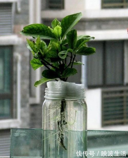 绿萝|3种花不好养,不如直接丢水里,蹭蹭生根开花,花开轻松爆满盆