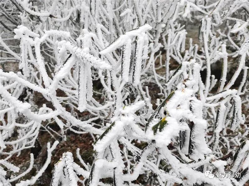 轿子雪山2021年第一场雪