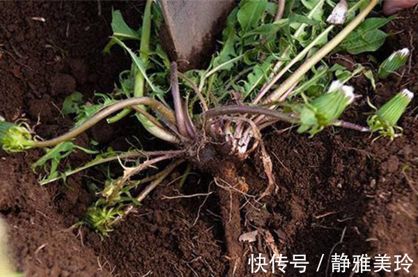 野草|农村大姐，每天喝蒲公英水，却喝进医院，她犯的错你可能也在犯！