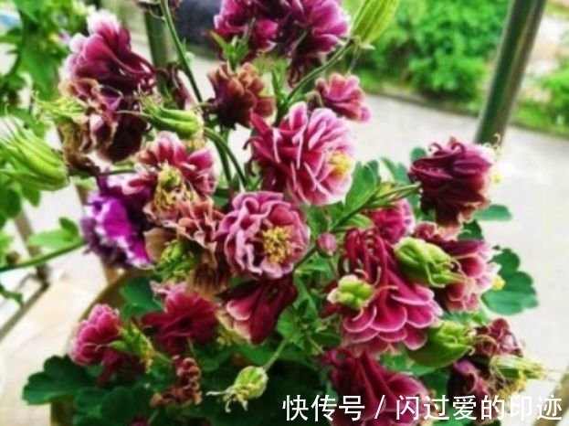 此款植物,一年多次开花,花期超半年,花多易爆盆,优雅多态