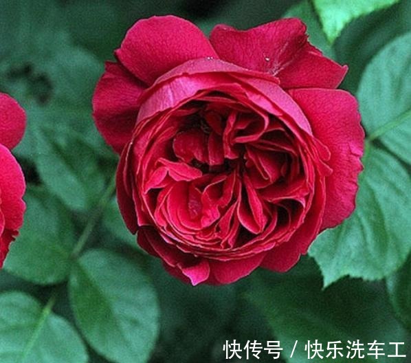 藤本月季|不垂头的5种藤本月季，勤花又好看，全面盛开很漂亮！