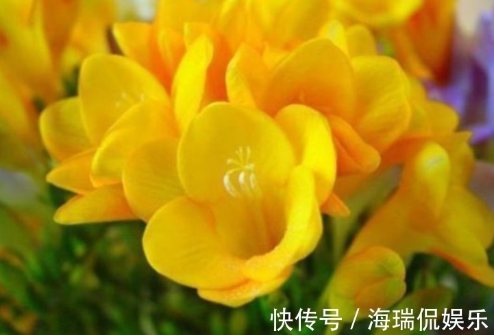 3种花,不仅名字超好听,花更漂亮,花一开美翻天,你养了吗