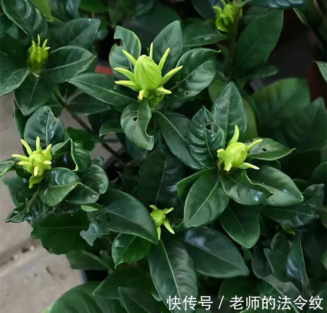 小窍门|购买栀子花的两个小窍门,帮你少吃点亏