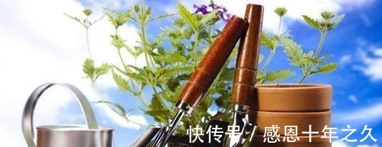 盆栽|养花浇水要懂“见干见湿”,如何理解怎么把握你知道吗!