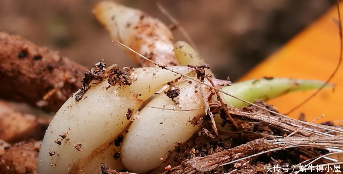 兰花什么时候种植？记住一句话：金4银10就不难了