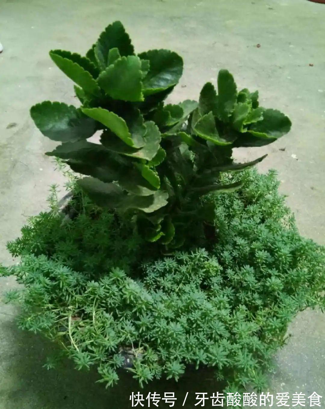 1个盆里塞800棵多肉，鼓到爆炸，看都不敢看