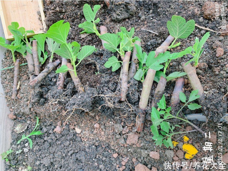 大粗杆子扦插,泥巴一裹就生根,秒变老桩大户