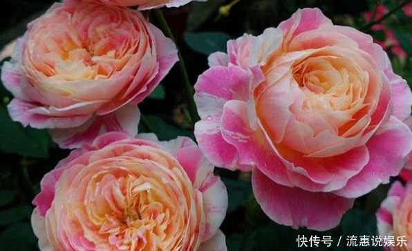 月季|喜欢养护鲜花,就选精品月季“法国莫奈”,多彩变幻,飘香四溢!