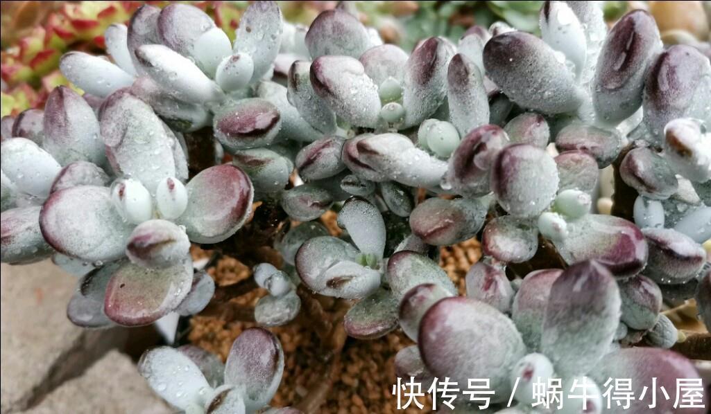 多肉福娘里好看却不容易养好的胖美人,乒乓福娘