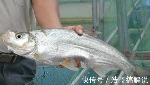 翘嘴鱼能长多大？