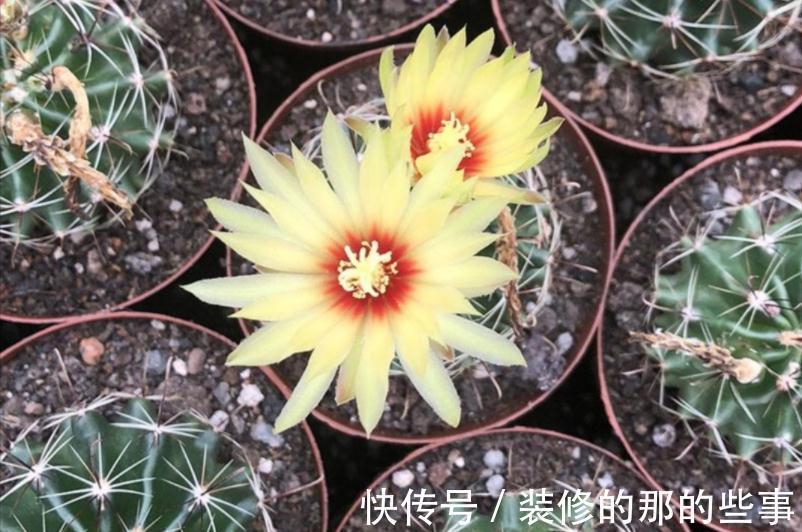 植株|这4种花草是出了名的“养不死”,人人均可入手,不用怕收空盆