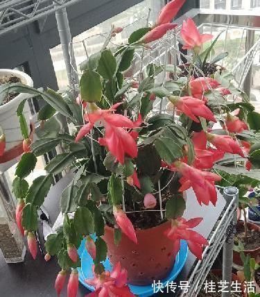 蟹爪兰哗哗掉叶子,避开2个“坑”,蹭蹭冒新叶,一年开花好几茬