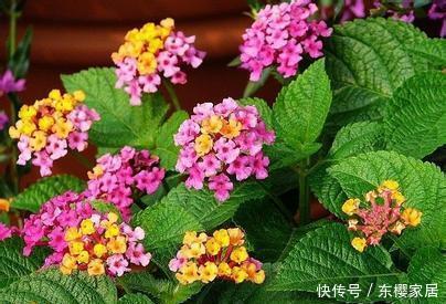 虎刺梅|4种花,再好看也别在家里养,对身体不好,后悔没早知道
