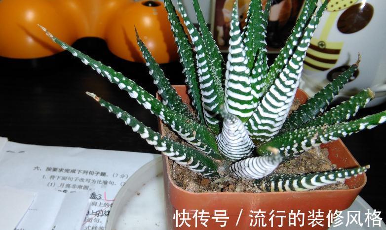 花盆|养条纹十二卷,打理好3点就不出状况,适合新人入坑练手