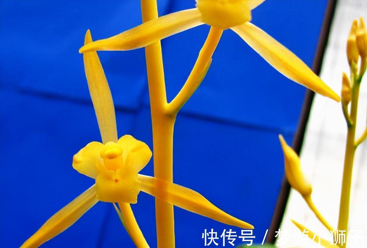 花瓣|此兰实属罕见,开品大气,花瓣通体金黄,兰香扑鼻,不养真亏