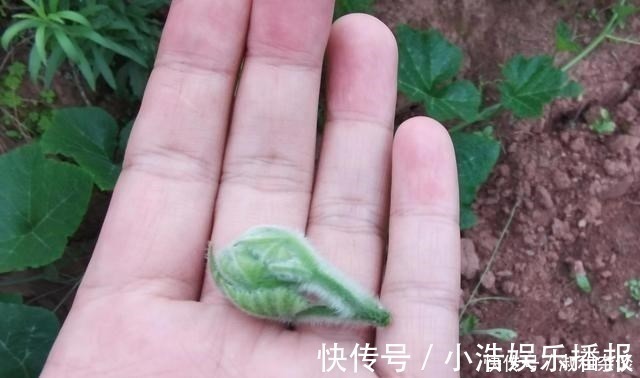 南瓜果肉|常见的南瓜,怎么就成了钓鱼的“宝”,老钓友:知道越多越放不下