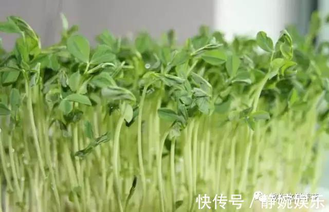 麻豌豆|学会纸上种菜，在家就能做菜农，青菜不用买！