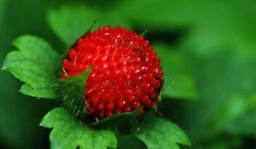 瘦身|女性不想老太快,坚持吃3种食物,光泽肌肤,减缓衰老,排毒瘦身