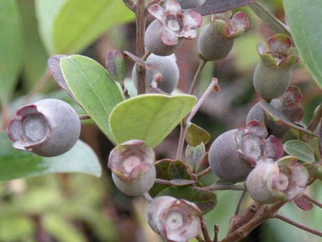 手脚冰凉|一种山上的黑色小野果,拿来泡酒喝,让你手脚不冰凉,头发更黑亮