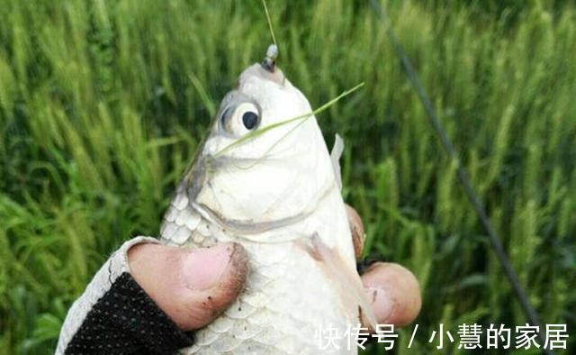 秋分|秋天钓鲫鱼，以秋分为分界线，难度越来越小，要点就是“灵活”