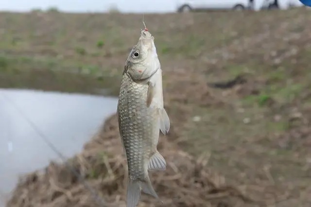 冬天钓鱼,就用这几种窝料,学会如何使用,上鱼速度让人嫉妒