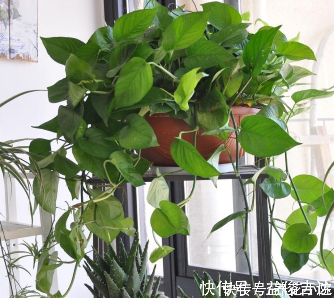 漂亮|8种漂亮的绿色植物，只观叶不看花，养在室内空气好