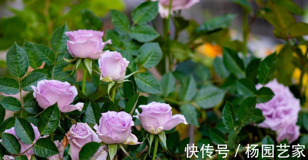 枝条|将藤本月季养成花墙,这些雷区要避开,说一说月季牵引那点事