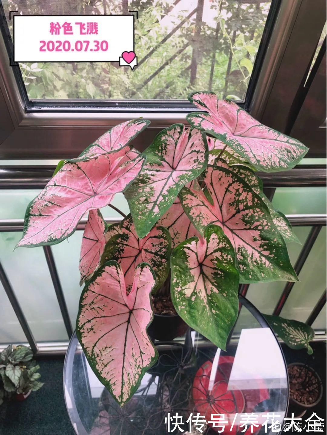 调色板|1种绿植特上档次,叶子五彩斑斓,像打翻了调色板