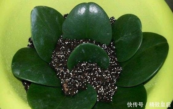 盆栽何必花钱买?这5个盆栽只捡一片叶子或枝条,就能养爆一大盆