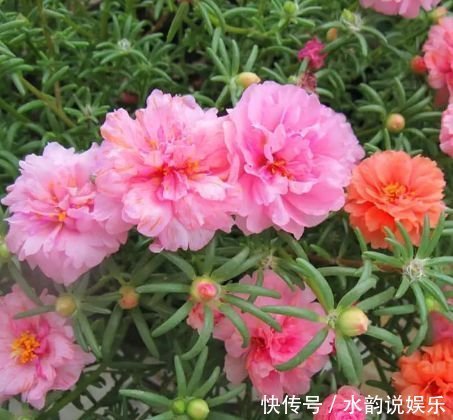 养花就养这几款,全年开花不停,沾点水就疯长,开花勤还爱爆盆