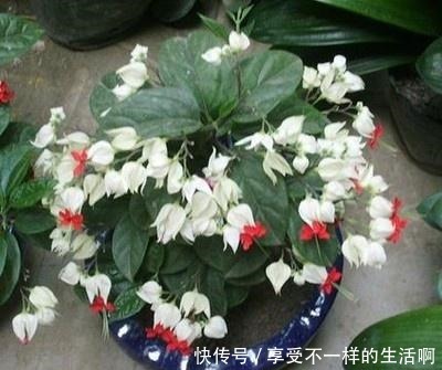 春天扦插3种花,剪1根枝条15天“冒白根”,一次开花上百朵!