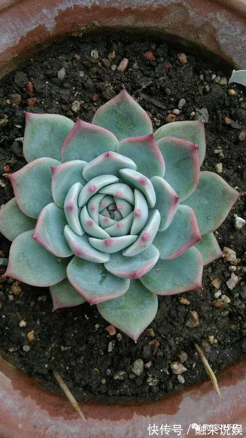 1把沙子撒盆里，土不板结根不烂，叶不黄小飞虫也没了！