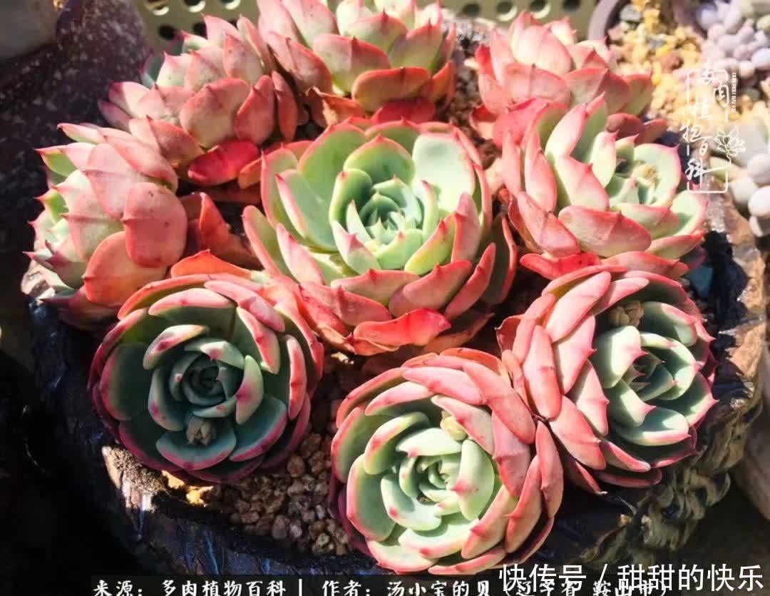 蚧壳虫|远嫁他乡,多肉是我孤寂时最美的陪伴!