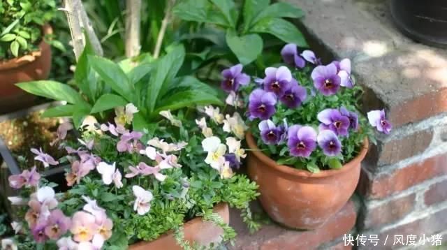 种植|家里有院子不如搞个种植池,这几样植物推荐给你