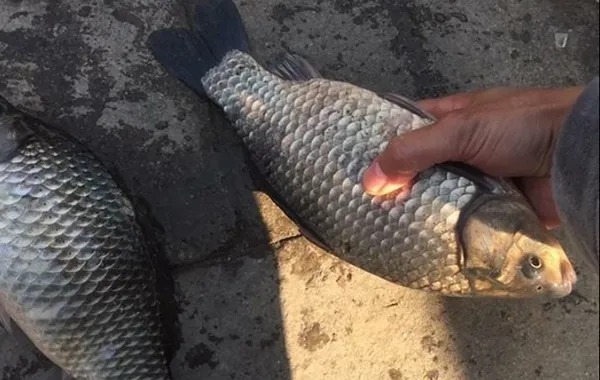 鲫鱼|钓了30年鲫鱼,才知道这窝料不用买,比酒米还好用!