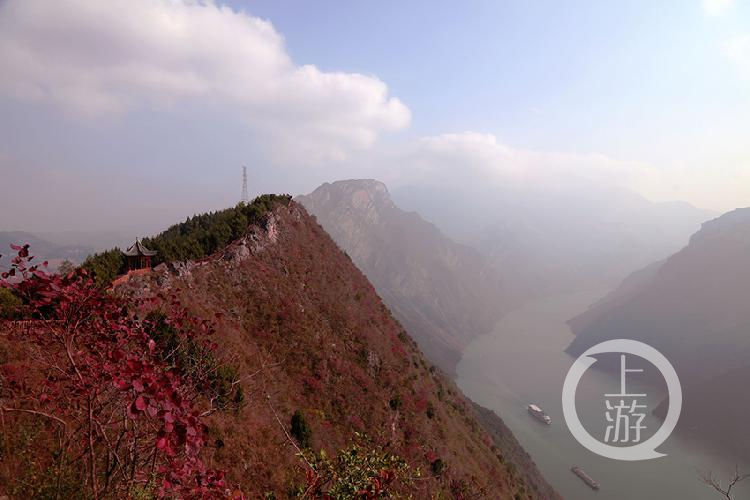 醉迷|巫山红叶红似火 醉迷游客不知返