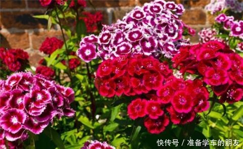 阳台养1种花,开花大半年,一开就成球,变成小花海!