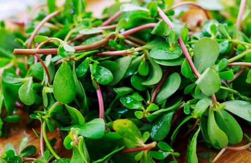 春天捡点野菜马齿觅，晒晒制成花肥吧，养花效果一级棒！