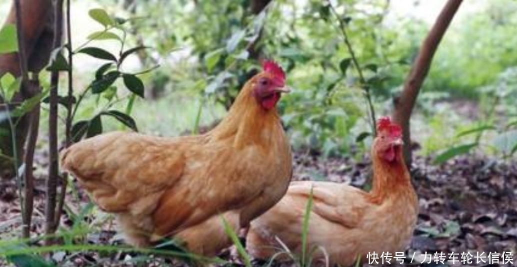 财神|自有财神眷顾的3大生肖，不用苦等很快成为人上人，未来富得流油