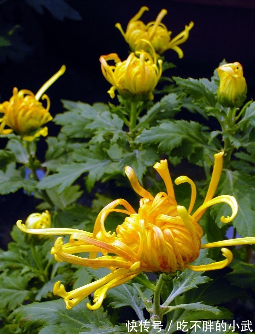 吟秋|打油诗《吟秋》一叶知秋落,人间又西风