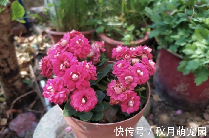 秋天|秋天养“6种花”就不可以多浇水,不然容易黄叶烂根,开花更是难