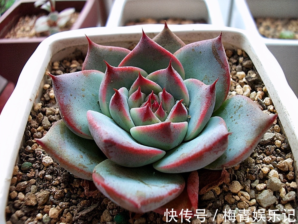 养花别再没自信了,盆栽这“4款”多肉,“随便整”都弄不死