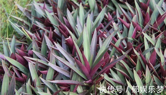 绿萝|价值珍贵的紫背万年青,常被用来做盆栽,其实入药能治肺热咳嗽