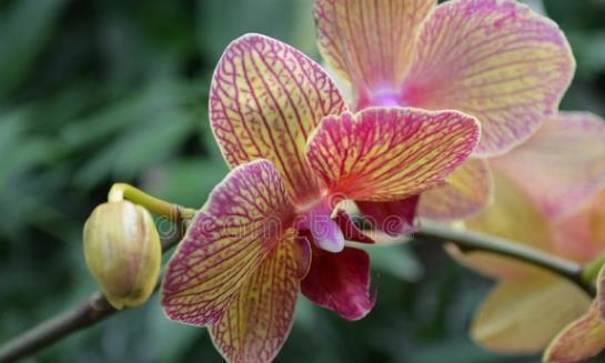 兰花|6种北方不适合养的花卉,技术不到位容易死,非高手就不要考虑了