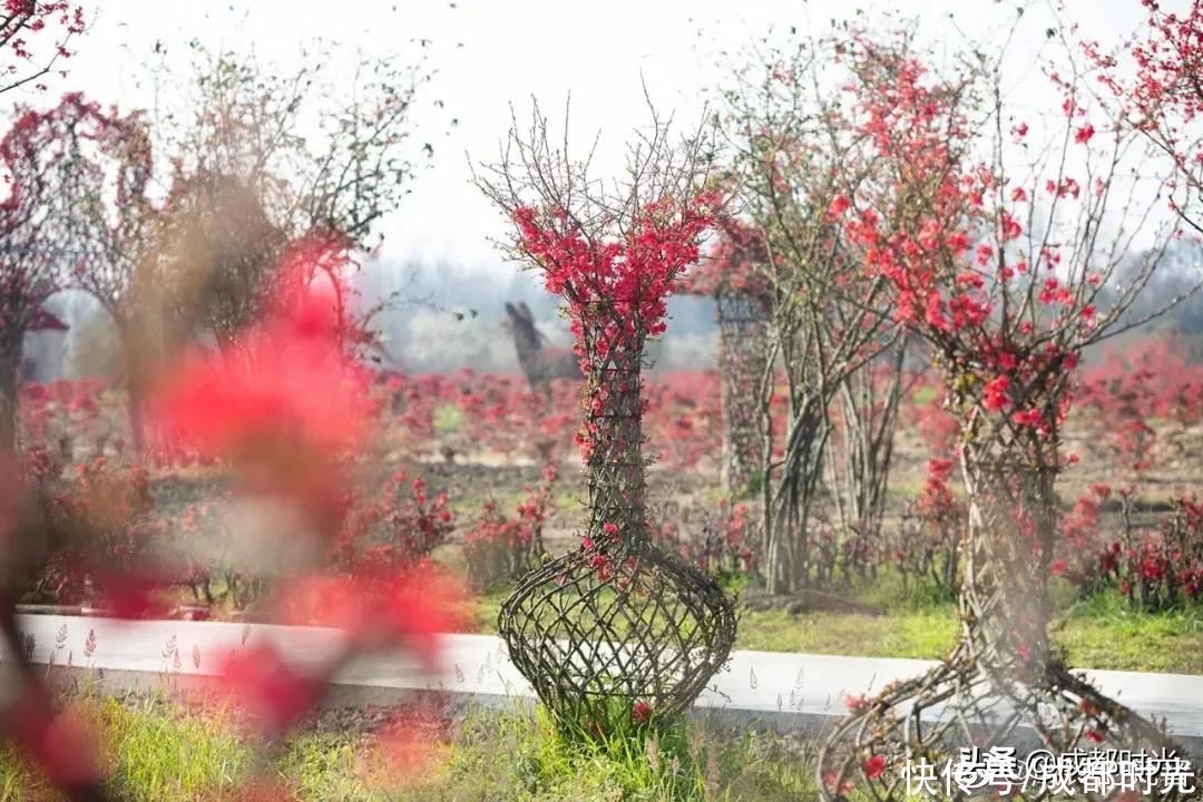 成都千亩海棠、数百亩梅林满树繁花似锦 约吗?