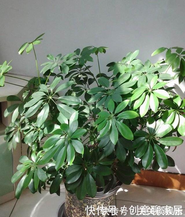 招财树|不管你养不养花,3种花,总要养1盆,能缓解疲劳,还能杀病菌