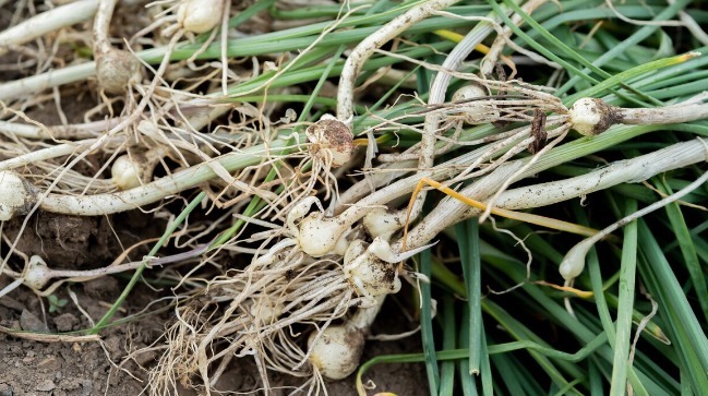 野菜|春天挖野菜，送你56种野菜大图片，带你见识不同的野菜和吃法