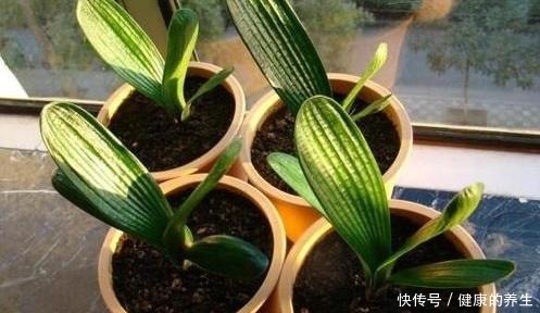 夏天养君子兰,记住“两不能”,养成好状态,入秋就开花!